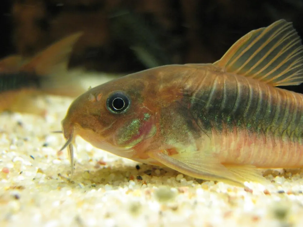 Bronze Corydoras