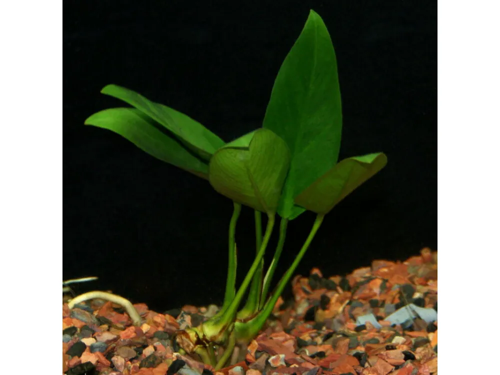 Congo Anubias
