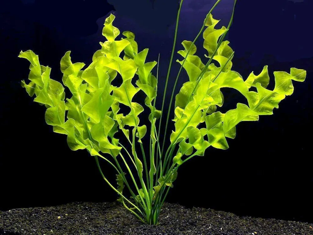 Ulvaceus Aponogeton