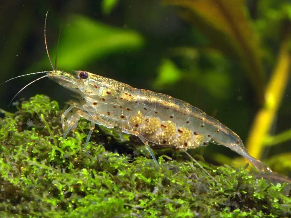 Amano Shrimp
