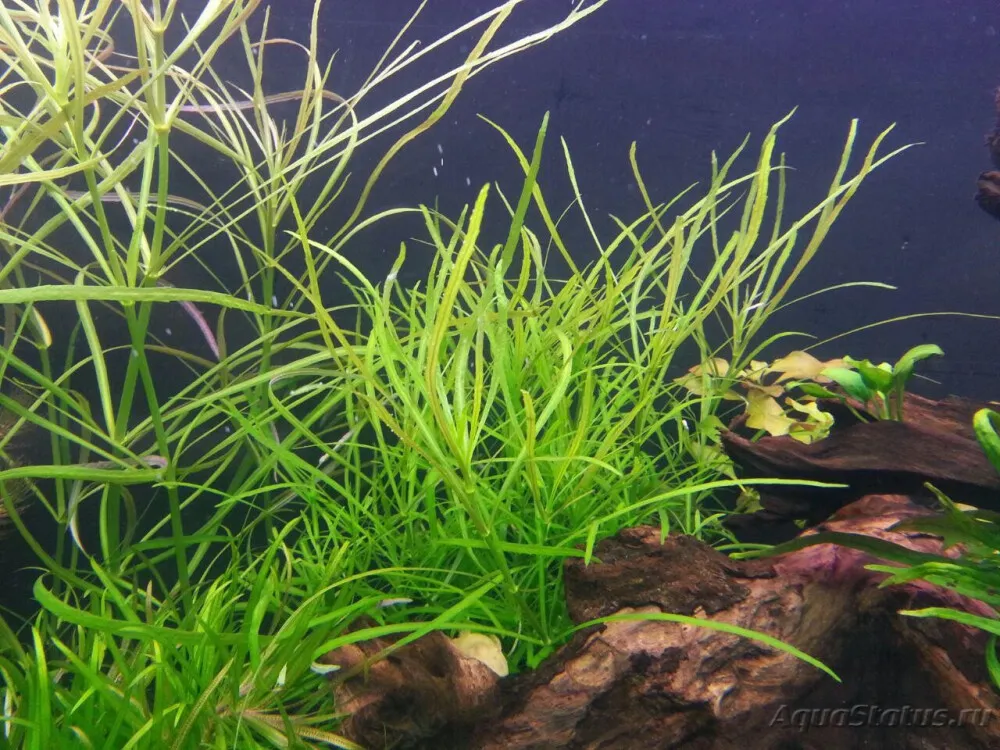 Octopus Pogostemon