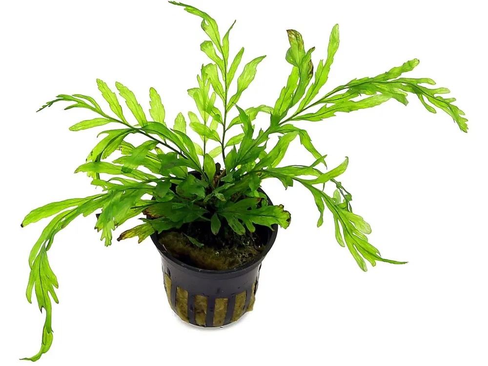 African Water Fern