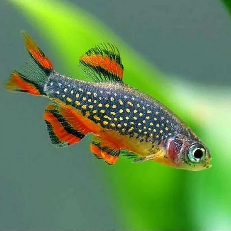 Celestial Pearl Danio