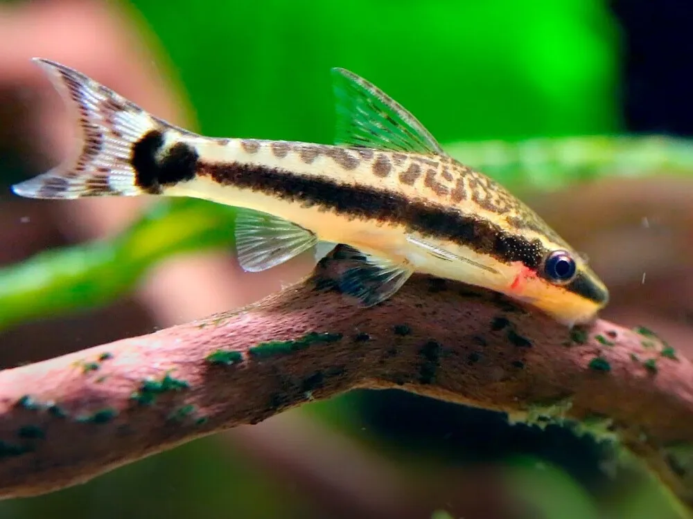 Otocinclus Macrospilus