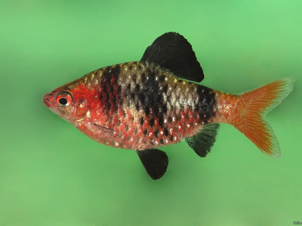 Black Ruby Barb