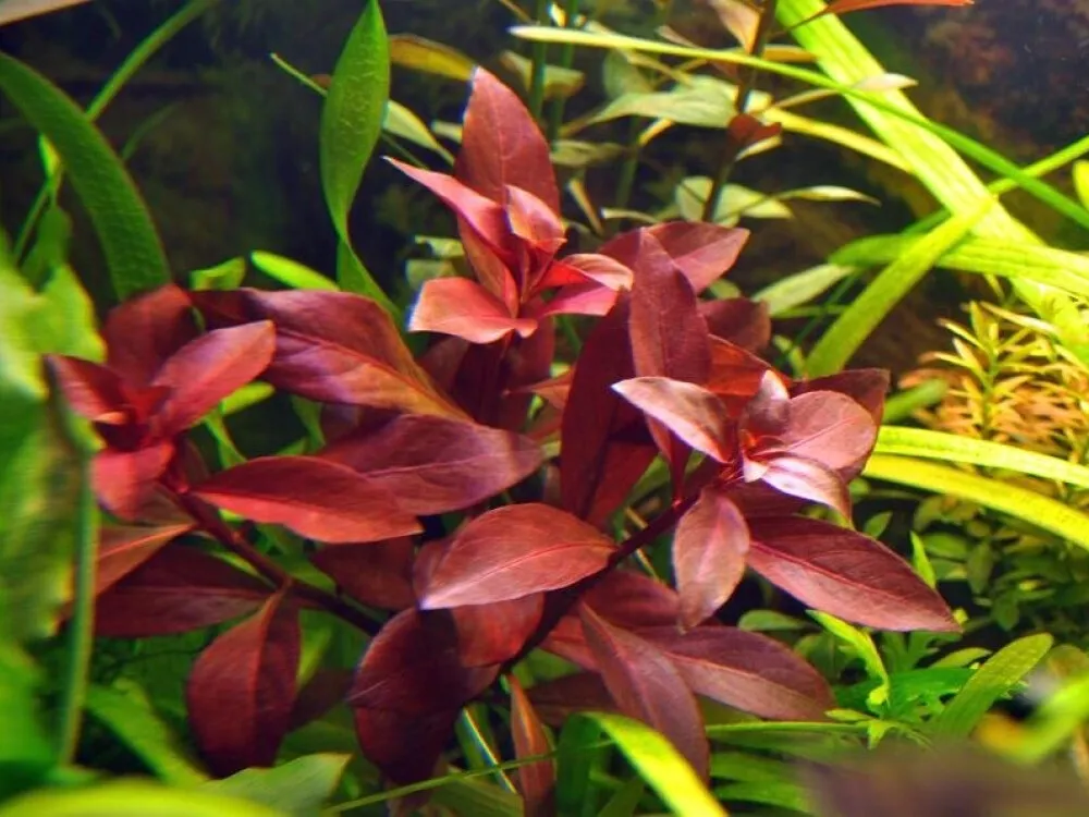 Creeping Ludwigia