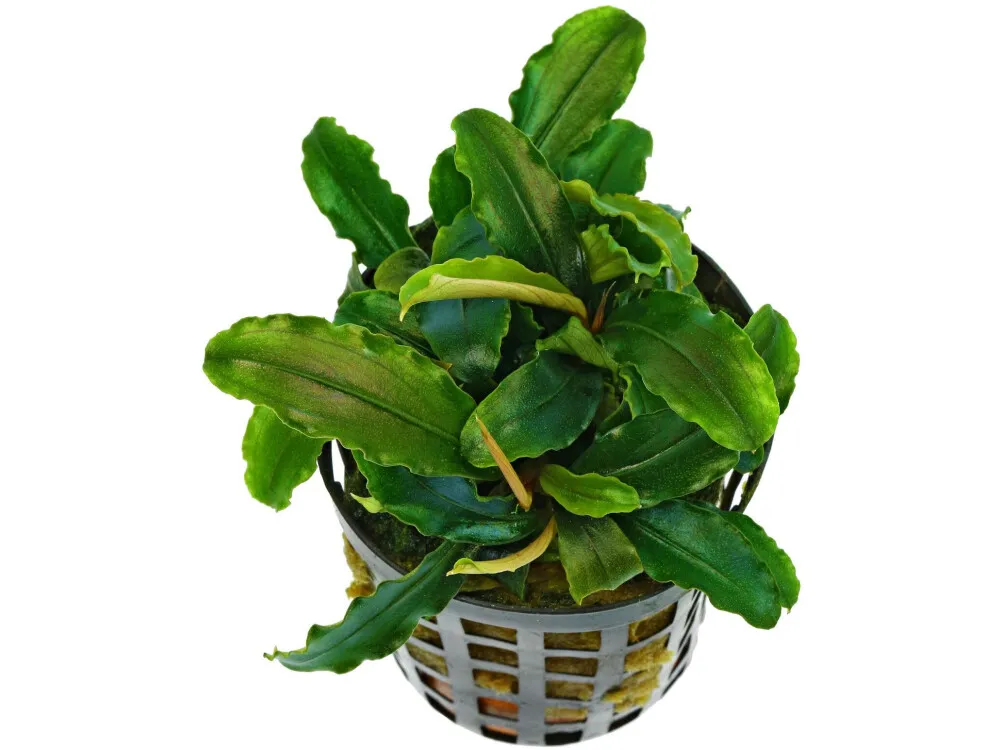 Bucephalandra