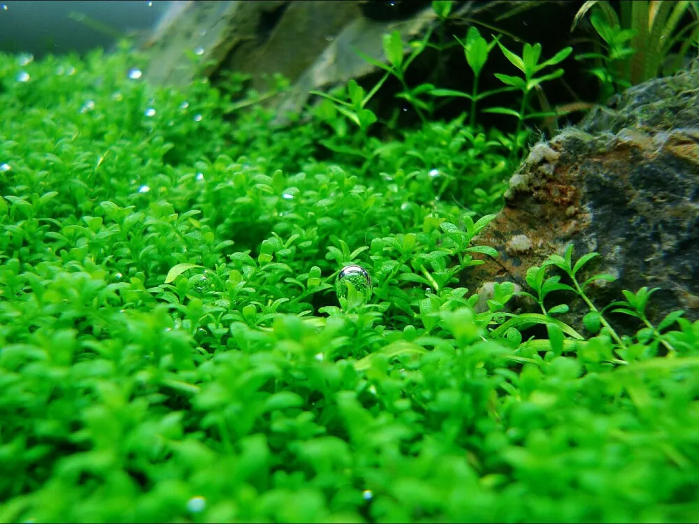 Dwarf Baby Tears