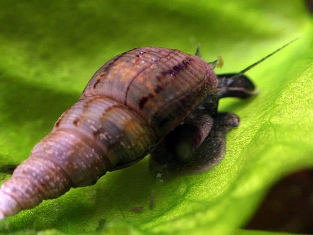 Malaysian Trumpet Snail