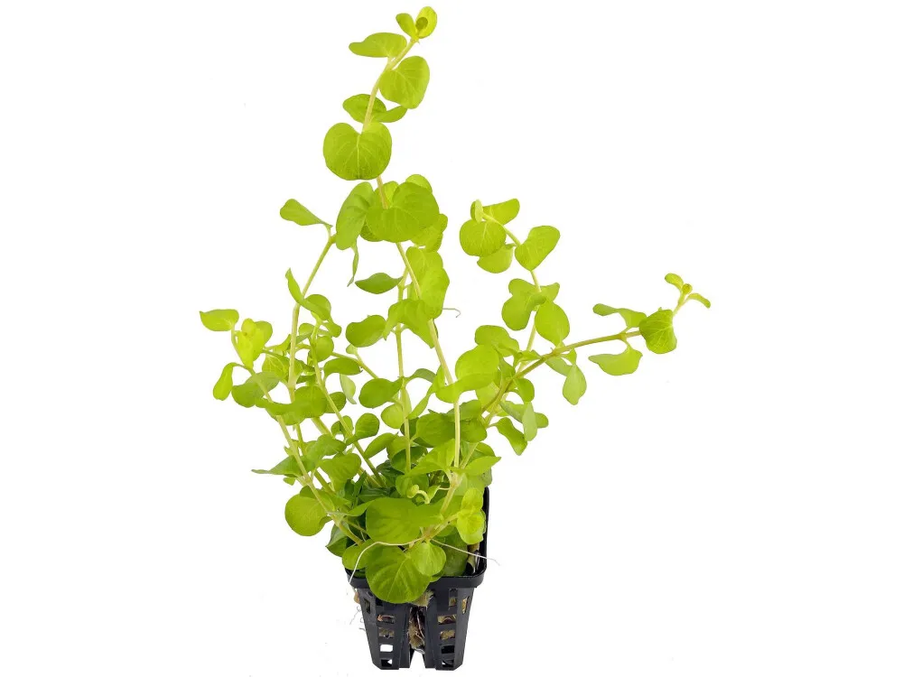 Creeping Jenny