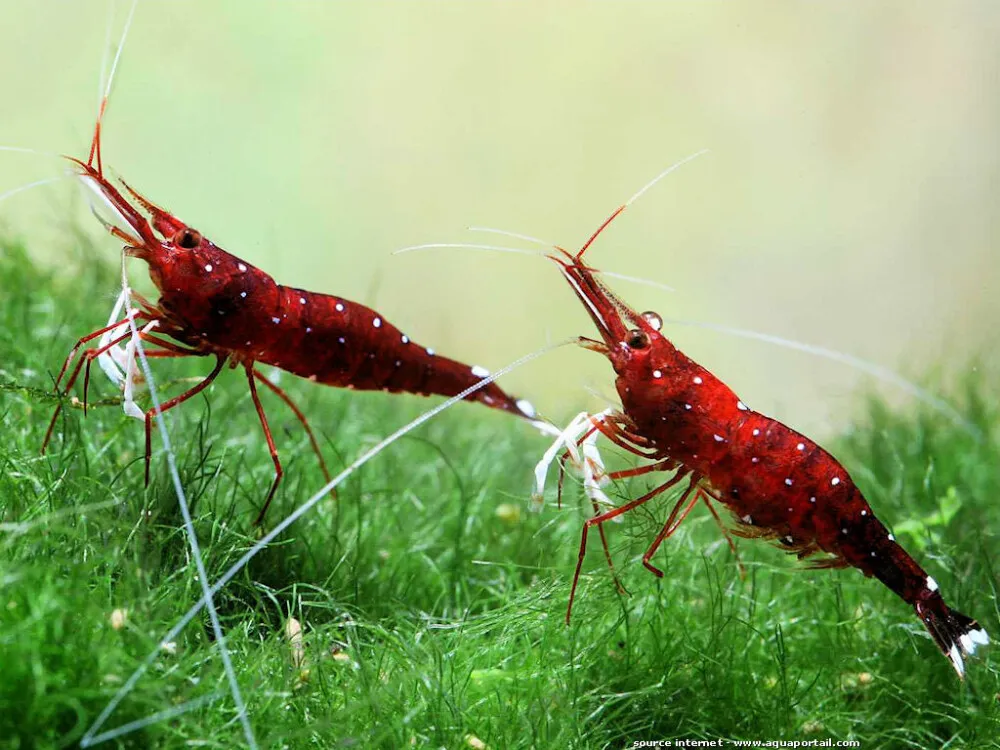 Sulawesi Cardinal Shrimp