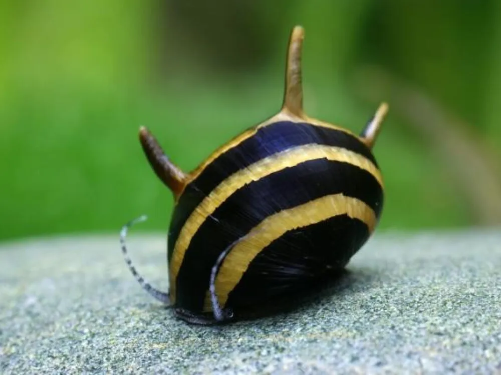 Horned Nerite Snail