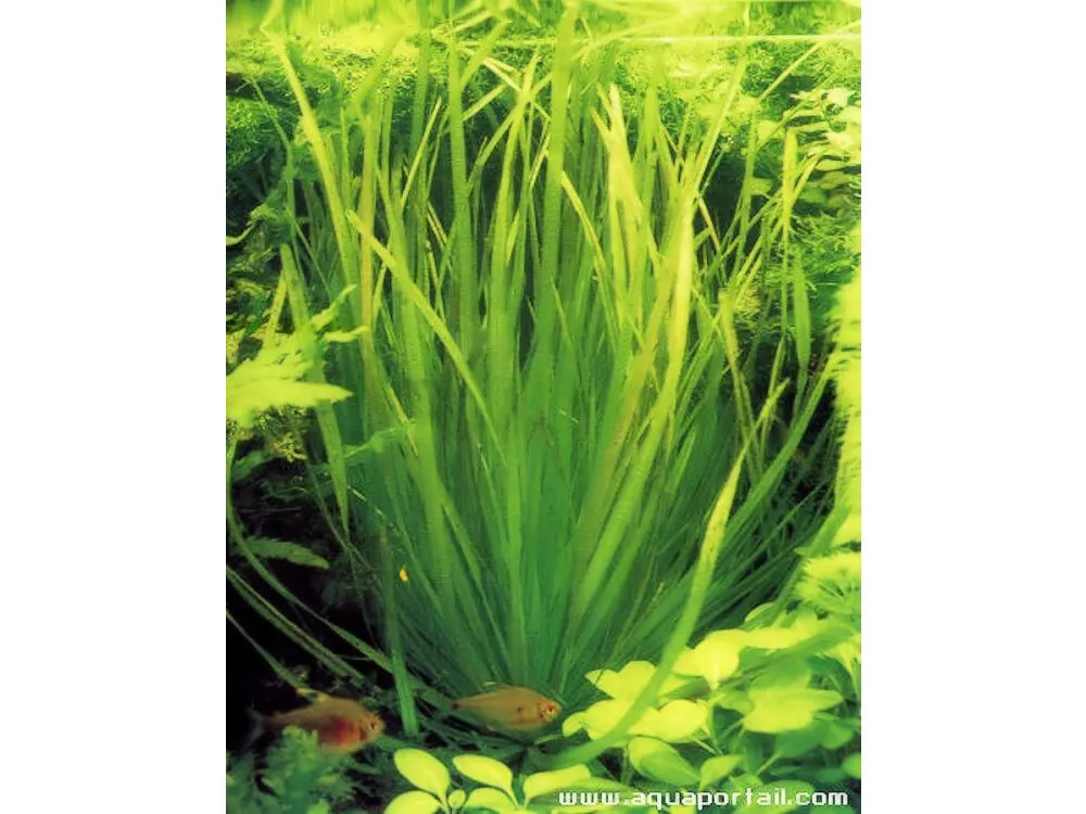 Aubert's Blyxa