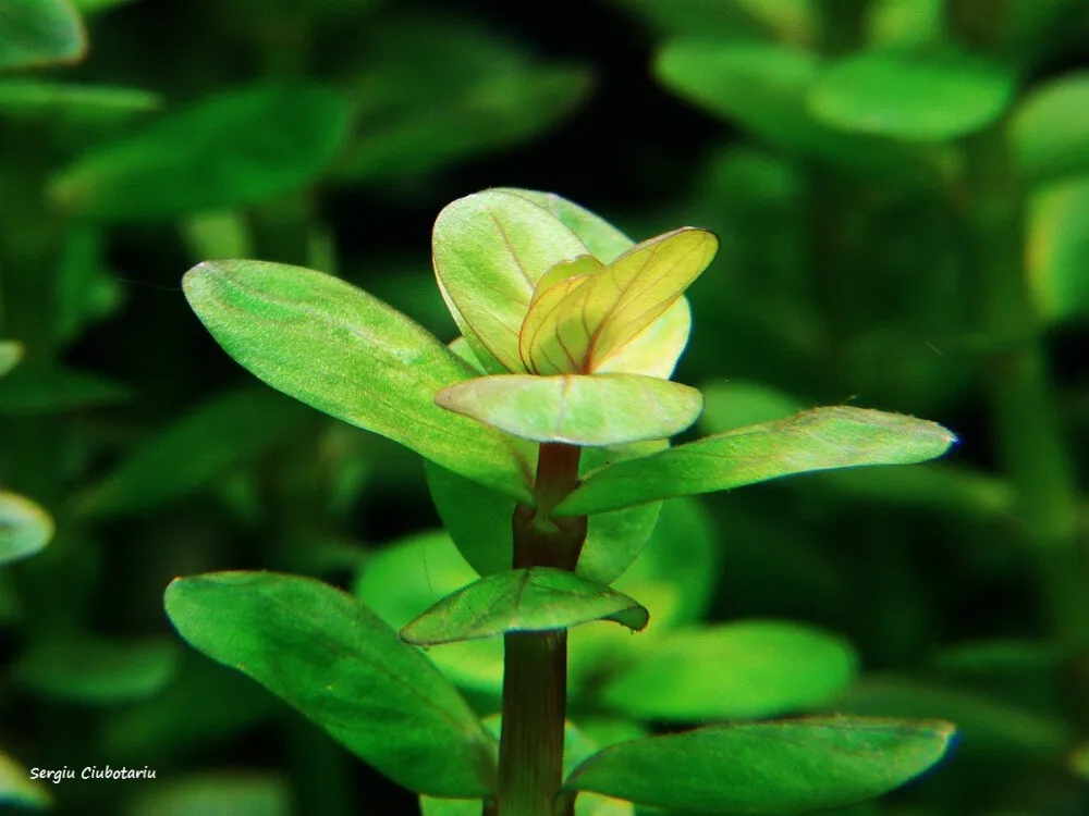 Bonsai Ammannia