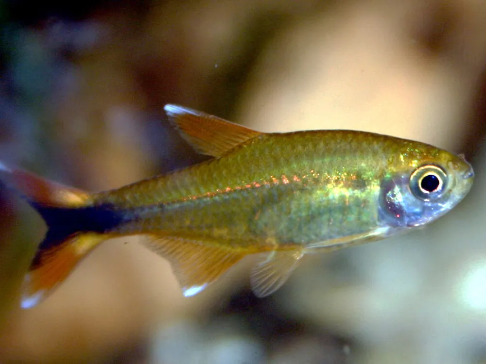 Silver-tipped Tetra
