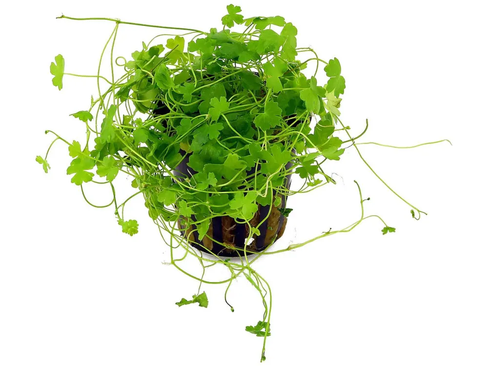 Japanese Hydrocotyle