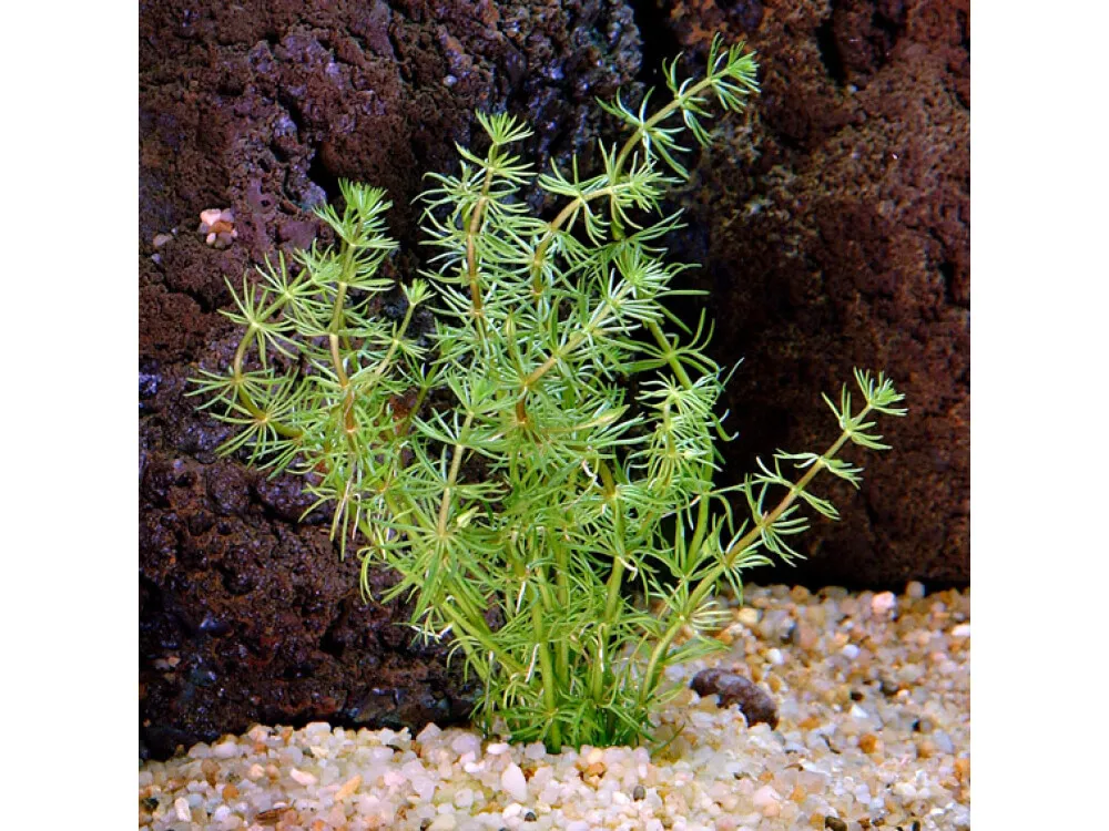 Featherleaf Bacopa