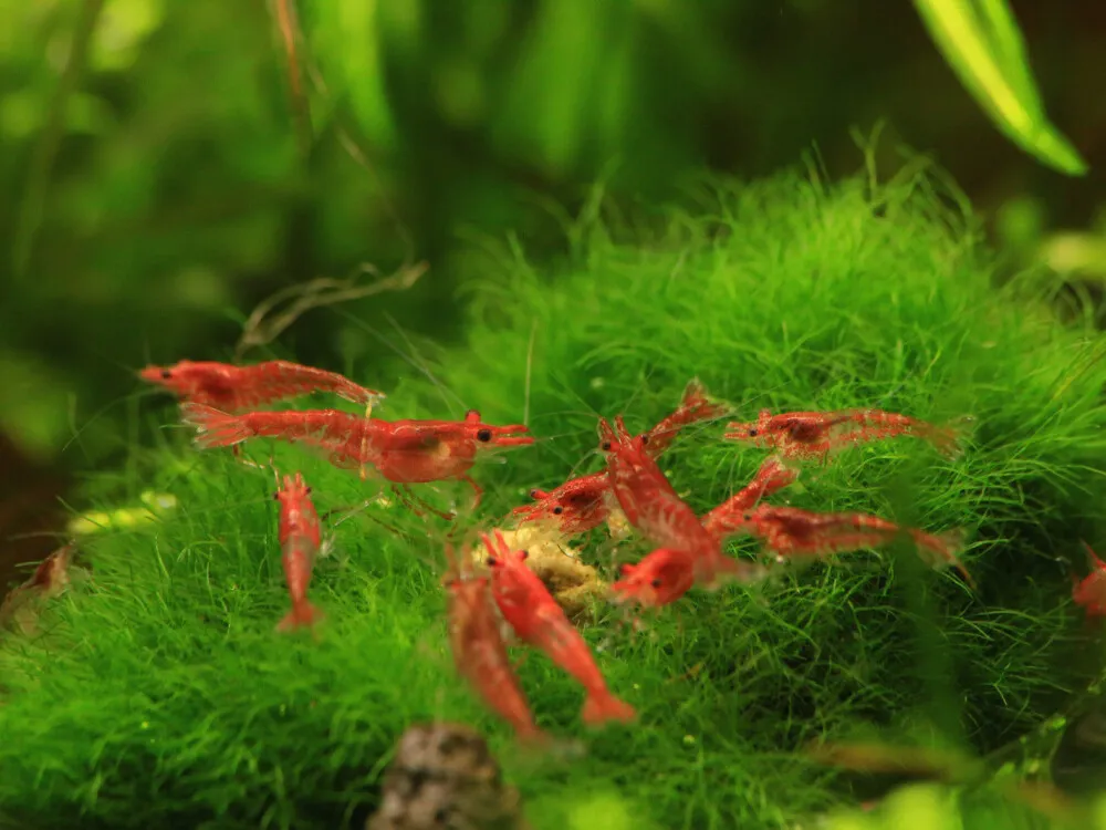 Cherry Shrimp