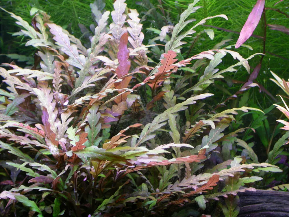 Pinnatifid Hygrophila