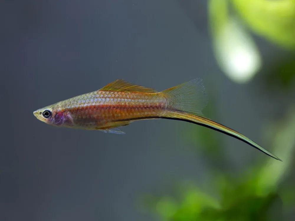 Swordtail