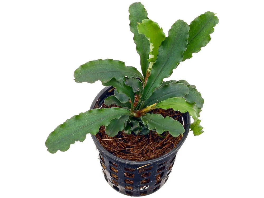 Bucephalandra