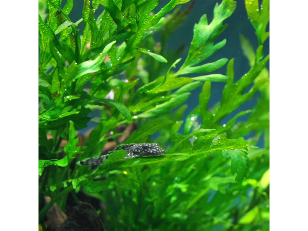 African Water Fern