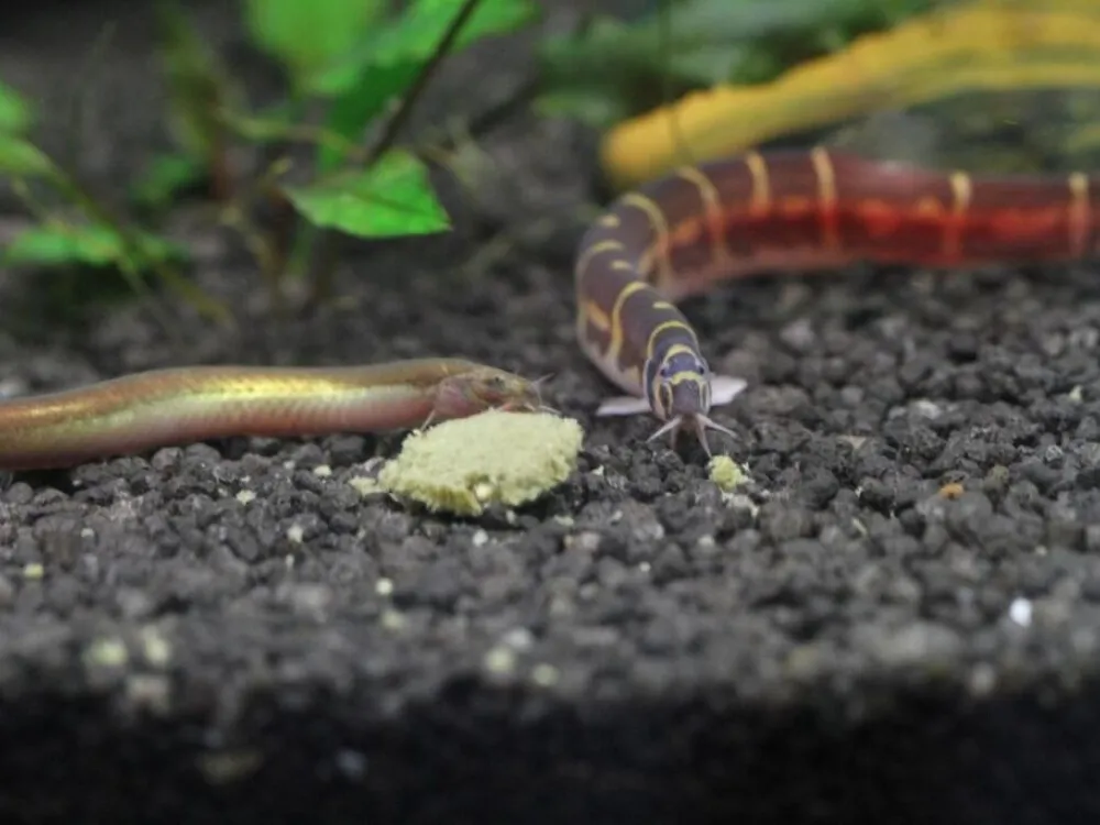 Kuhli Loach