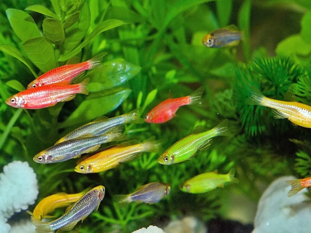 Zebra Danio