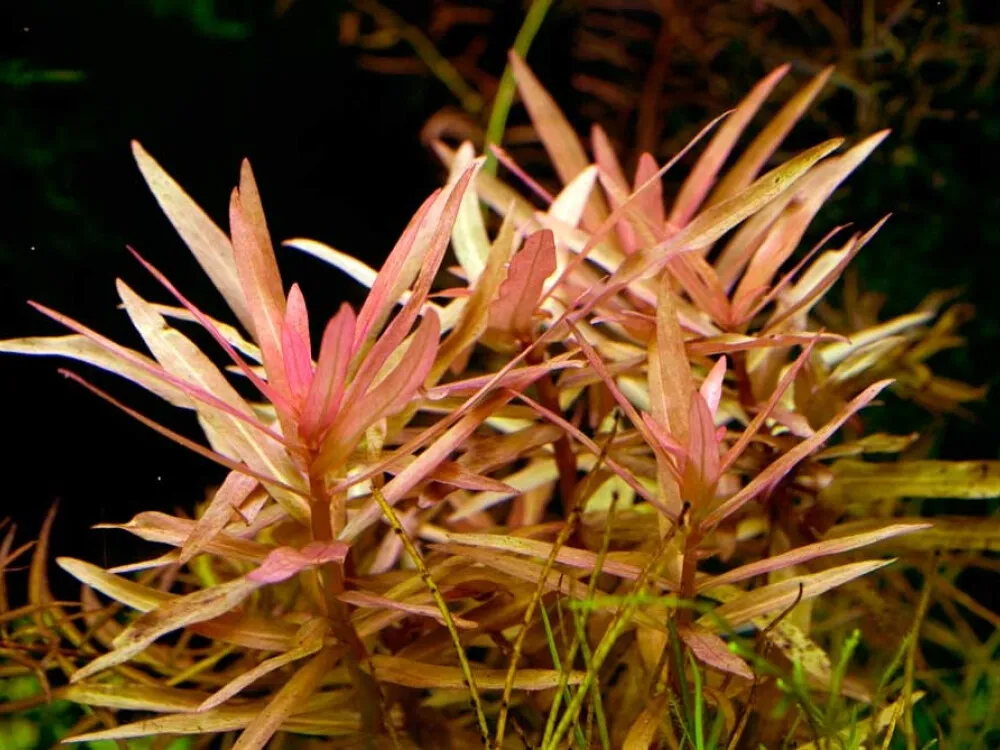 Graceful Ammannia