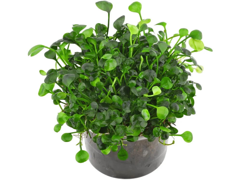Dwarf Four Leaf Clover