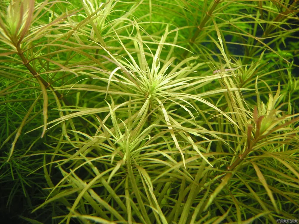 Octopus Pogostemon