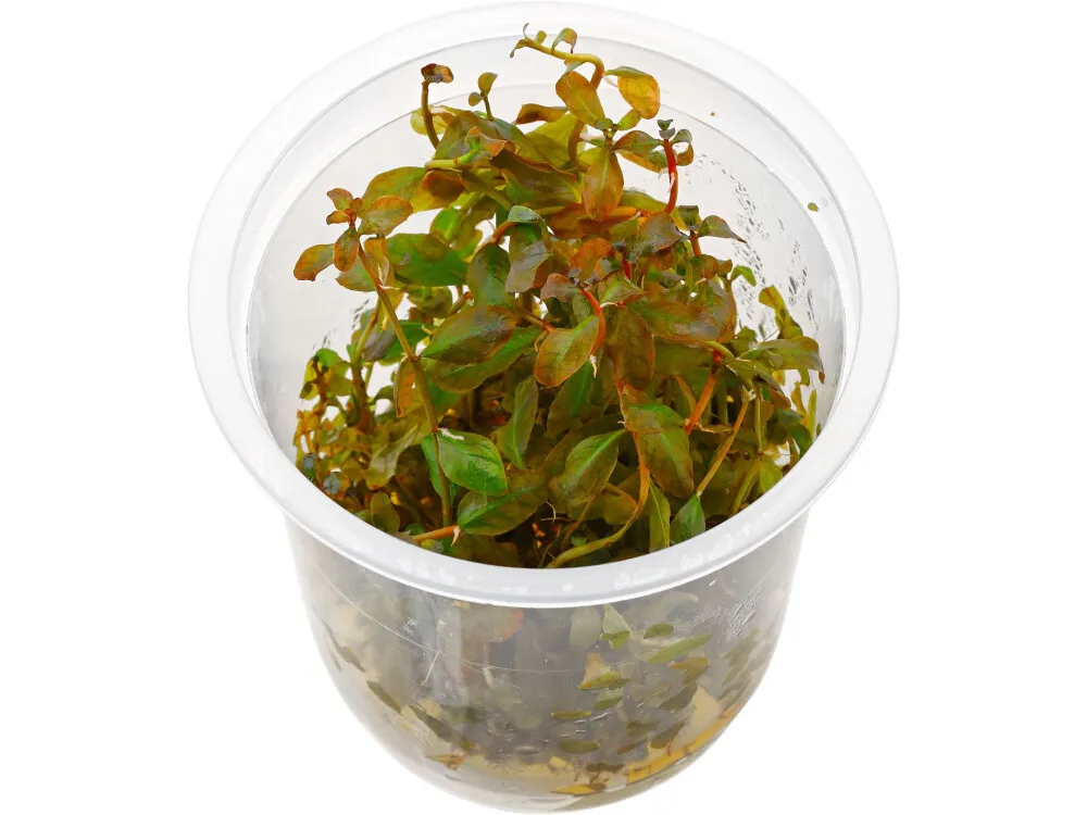 Mexico Ludwigia