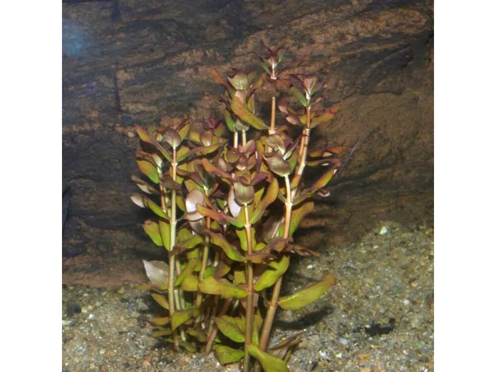 Senegal Ammannia