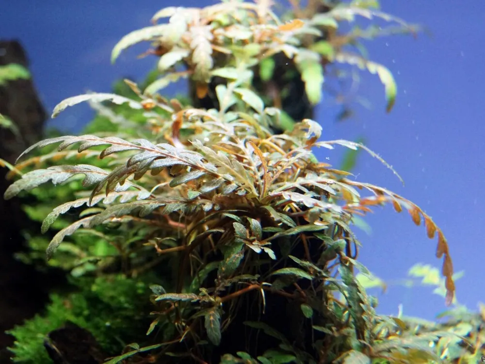 Pinnatifid Hygrophila