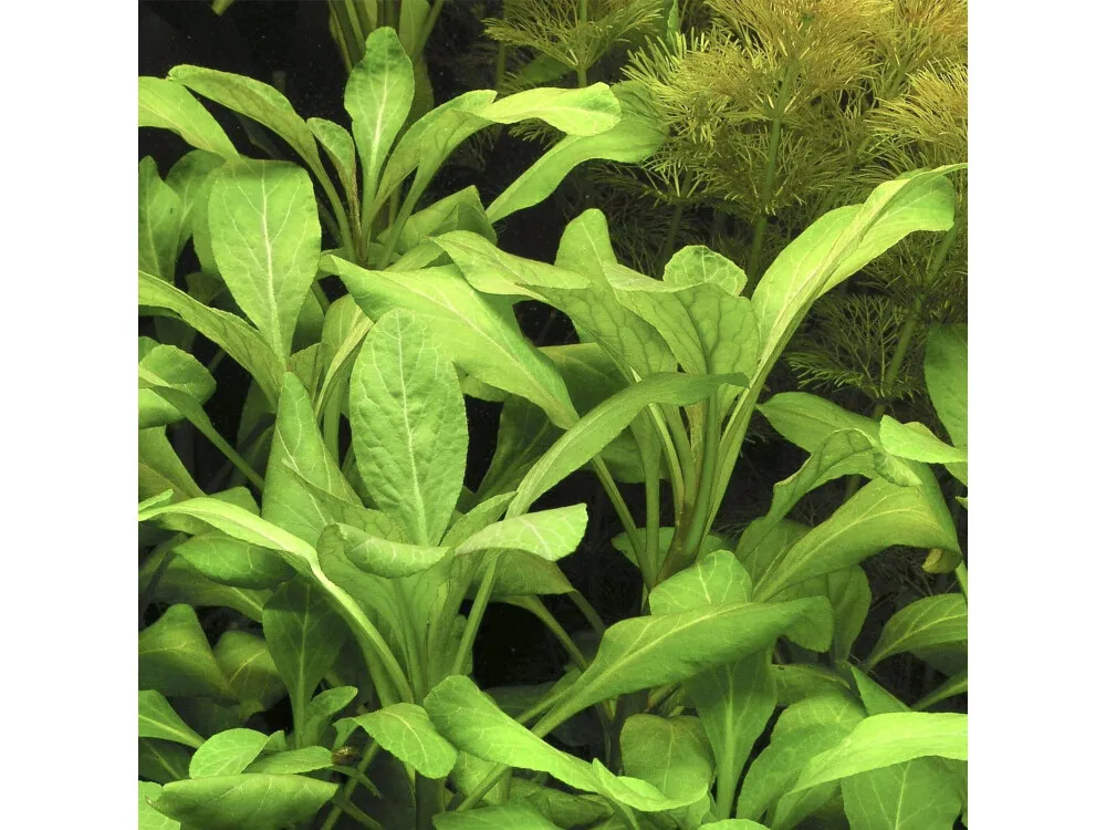 Cardinal Plant