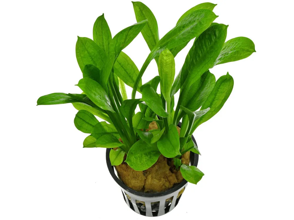 Tropica Sword