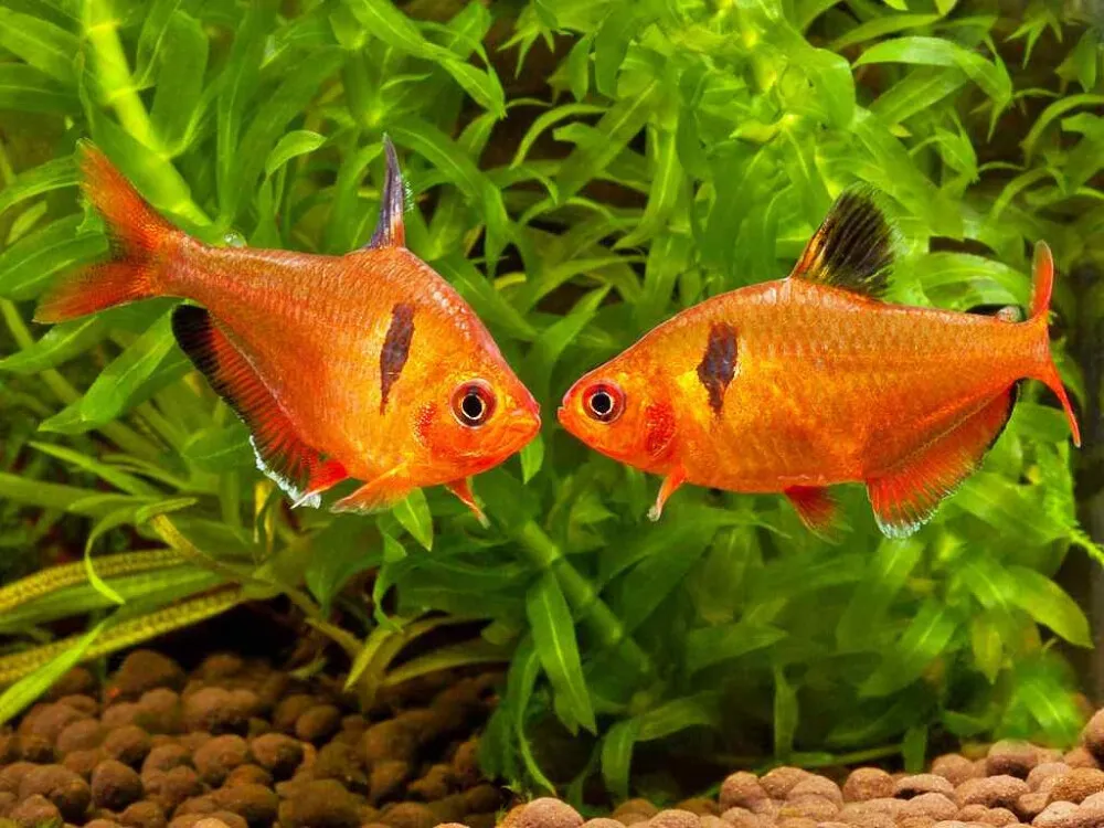 Serpae Tetra