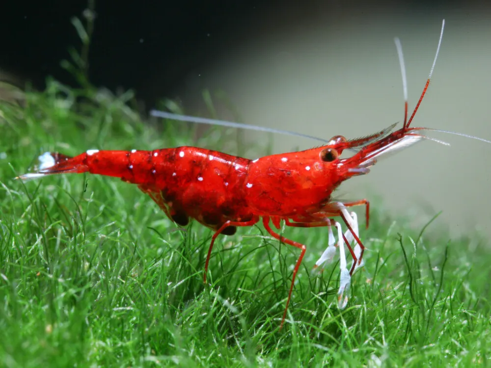 Sulawesi Cardinal Shrimp