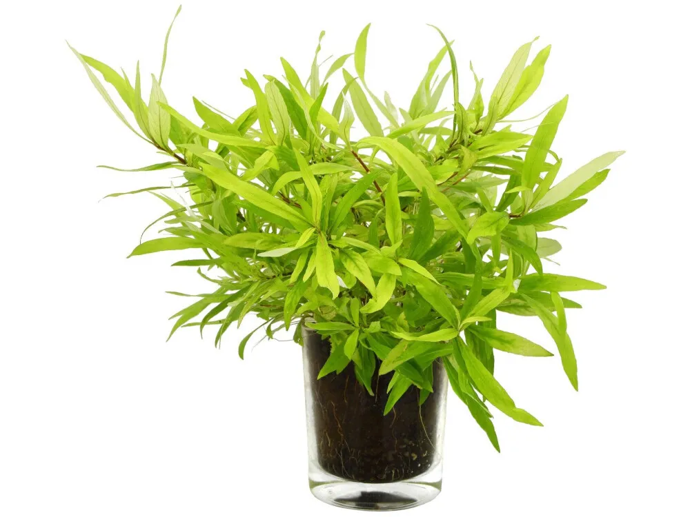 Giant Hygrophila