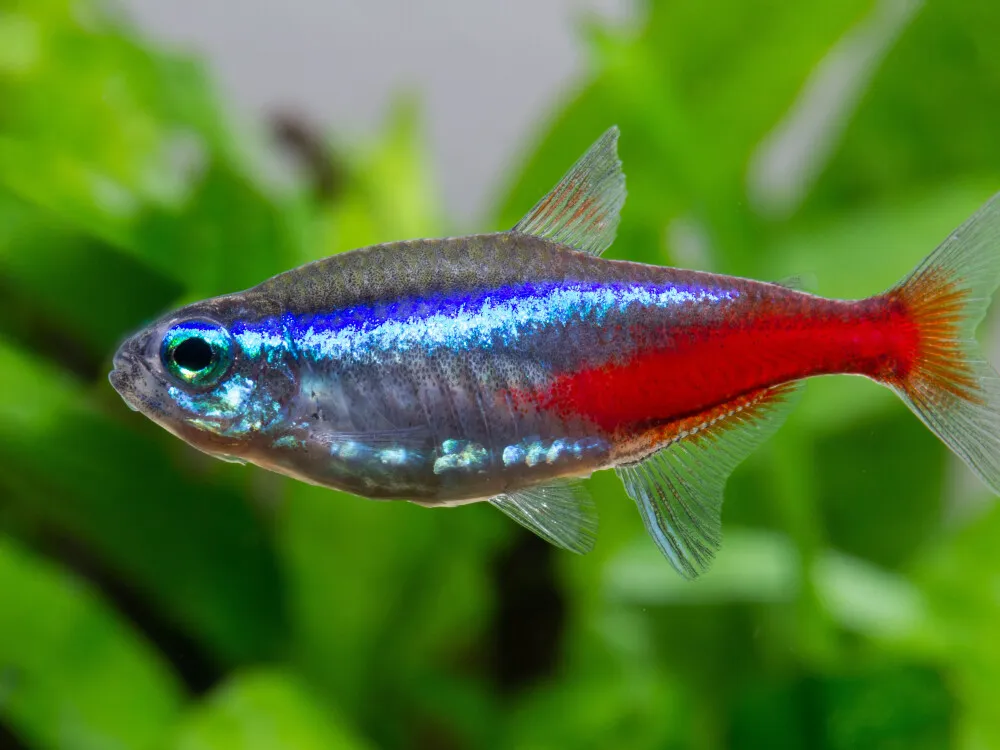 Neon Tetra