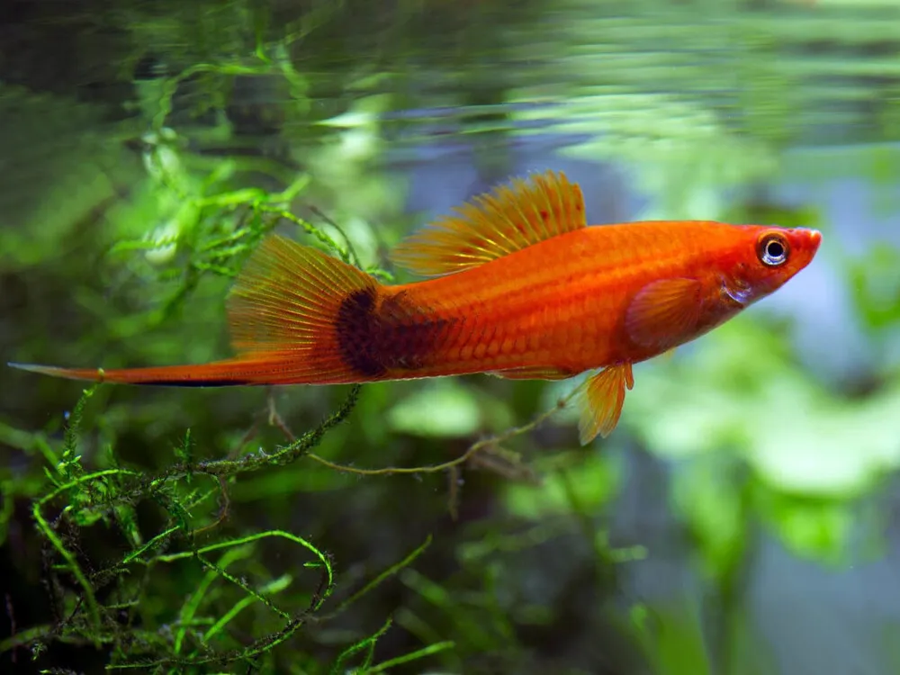 Swordtail