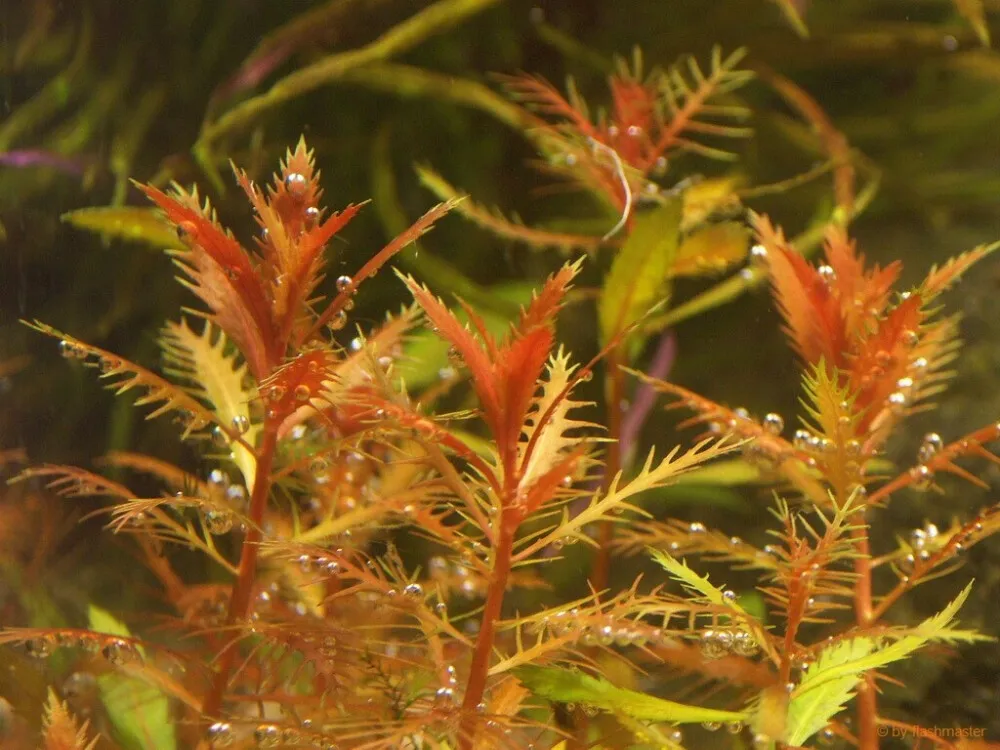 Mermaid Weed