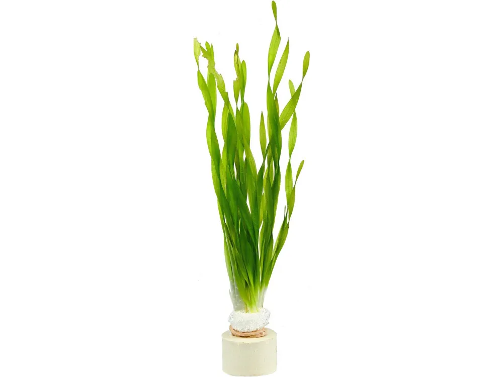 Corkscrew Vallisneria