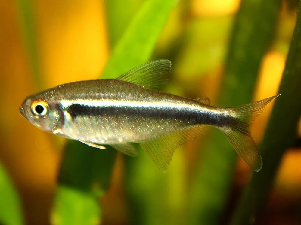 Black Neon Tetra