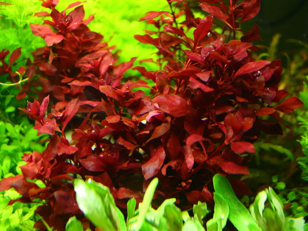Marsh Ludwigia