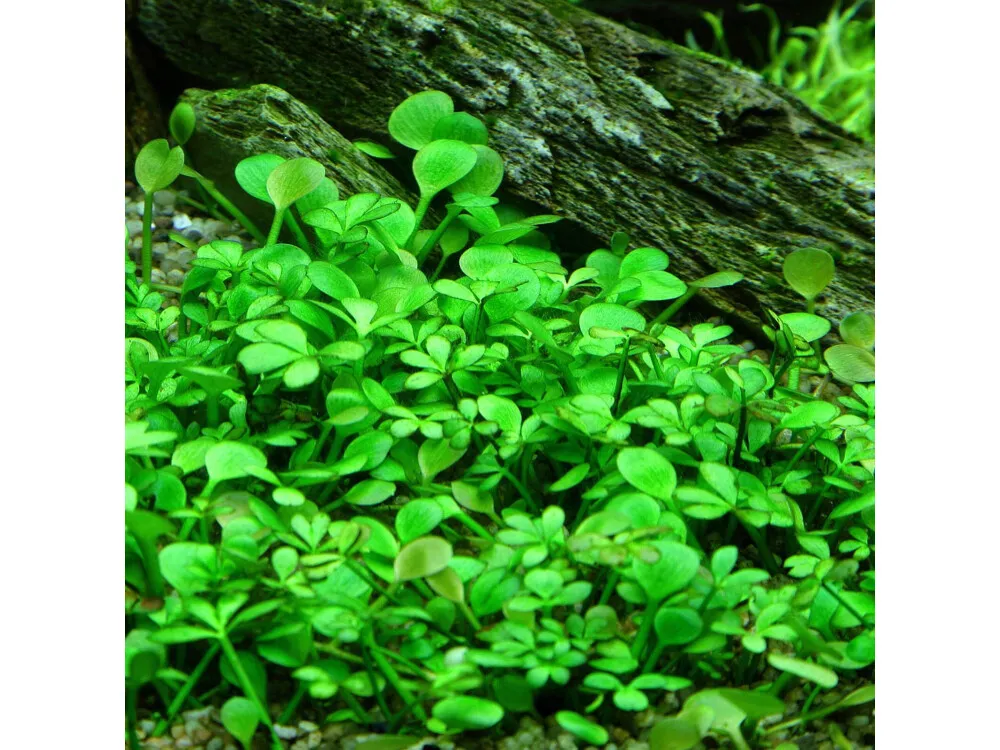 Dwarf Four Leaf Clover