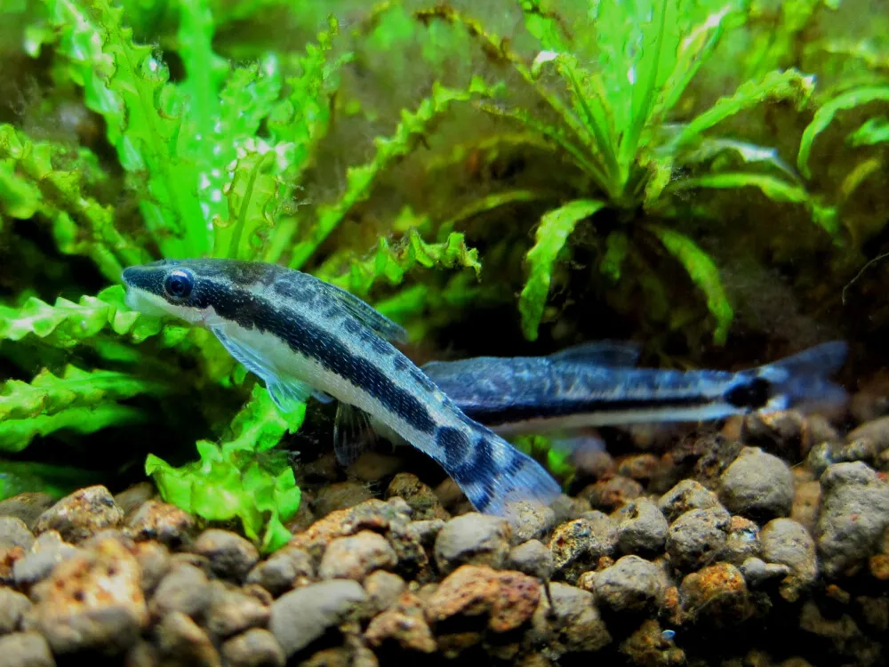Otocinclus Affinis