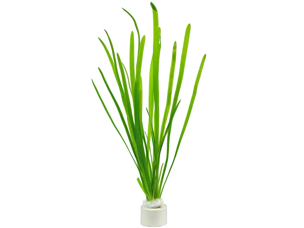 Straight Vallisneria