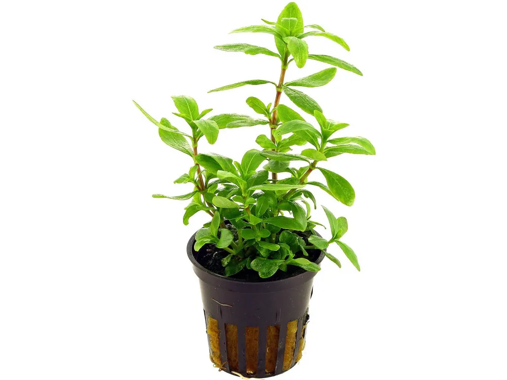 Dwarf Hygrophila