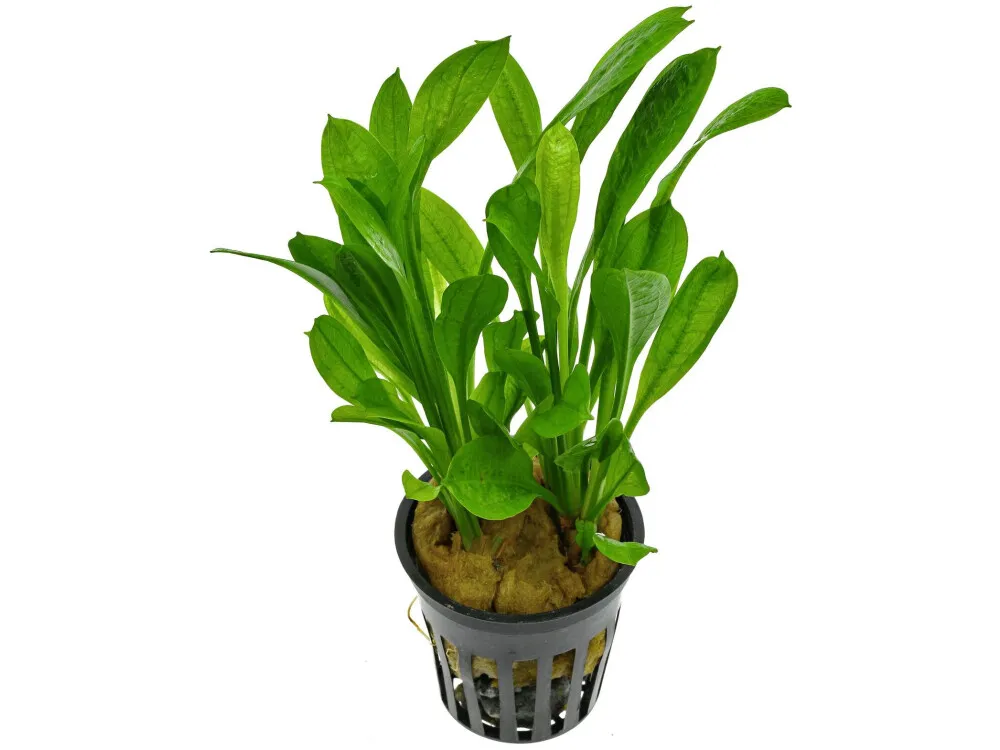 Tropica Sword